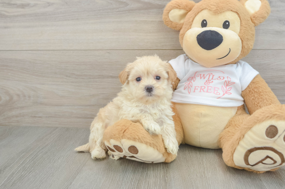 5 week old Maltipoo Puppy For Sale - Windy City Pups