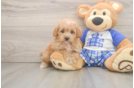 Funny Maltipoo Poodle Mix Pup