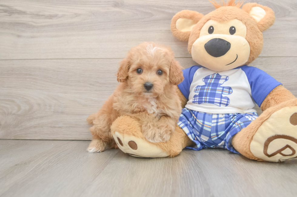Funny Maltipoo Poodle Mix Pup