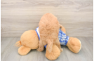 Popular Maltipoo Poodle Mix Pup