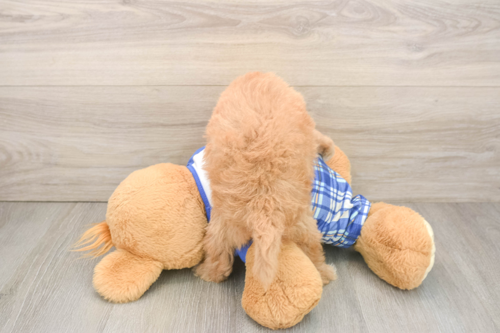 Popular Maltipoo Poodle Mix Pup