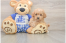 Maltipoo Pup Being Cute