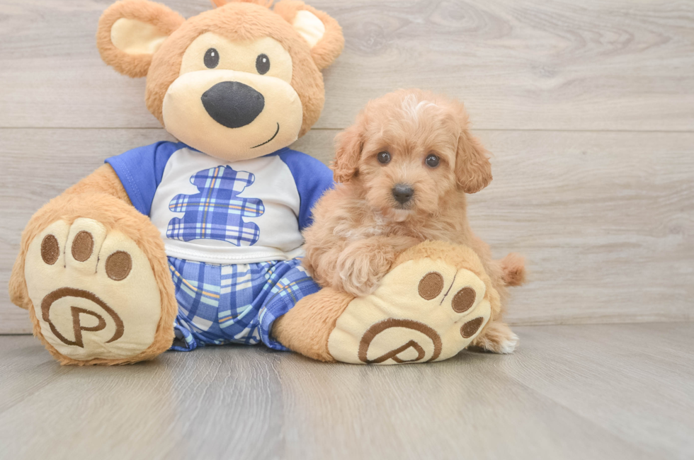 5 week old Maltipoo Puppy For Sale - Windy City Pups