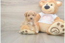 Maltipoo Pup Being Cute