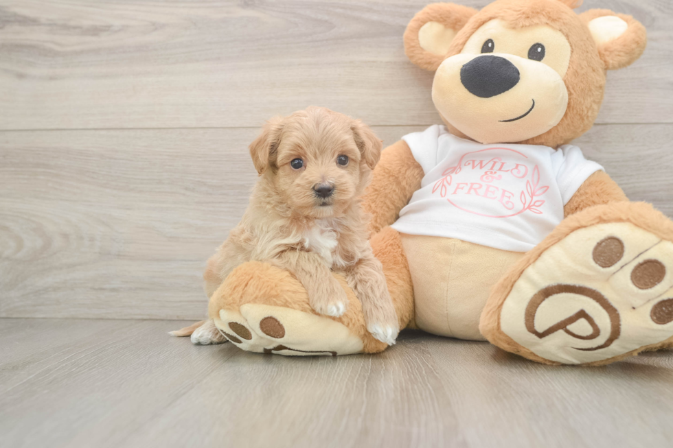 Maltipoo Pup Being Cute