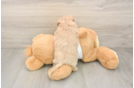 Best Maltipoo Baby