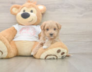 6 week old Maltipoo Puppy For Sale - Windy City Pups