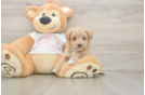 Adorable Moodle Poodle Mix Puppy