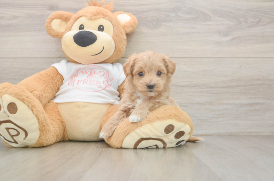 Adorable Moodle Poodle Mix Puppy