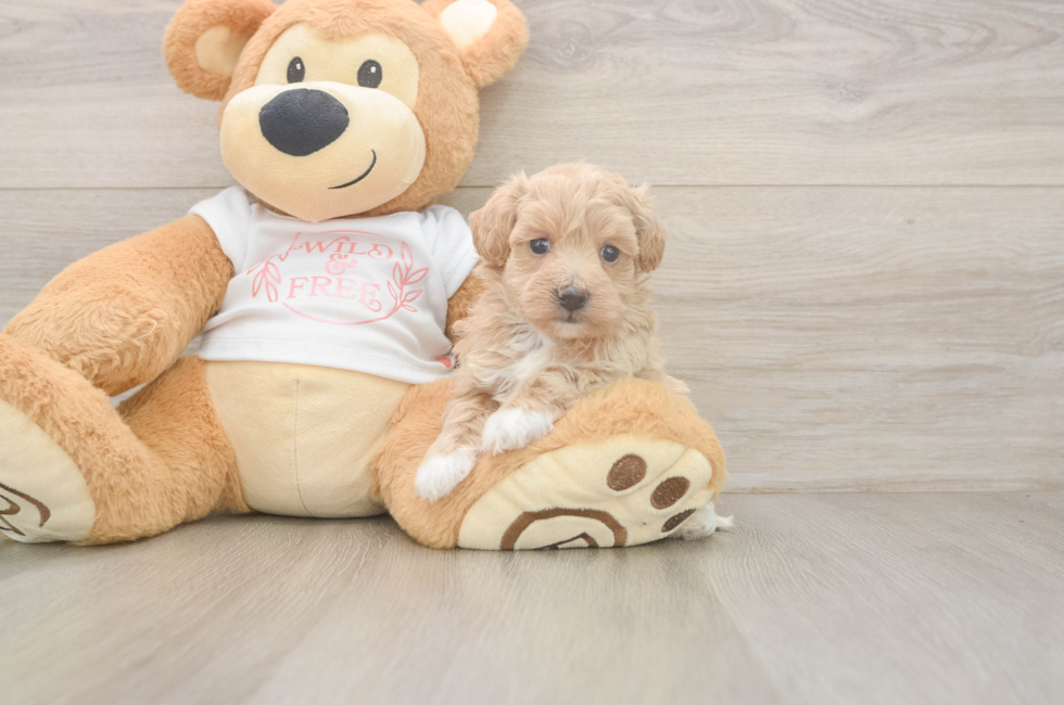 5 week old Maltipoo Puppy For Sale - Windy City Pups