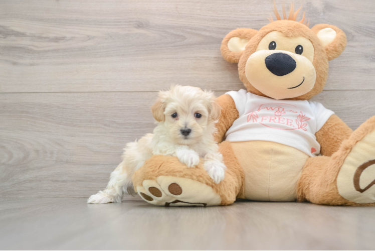 Maltipoo Pup Being Cute