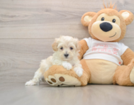 8 week old Maltipoo Puppy For Sale - Windy City Pups
