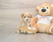 8 week old Maltipoo Puppy For Sale - Windy City Pups