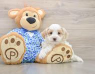 6 week old Maltipoo Puppy For Sale - Windy City Pups