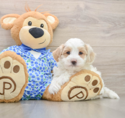 7 week old Maltipoo Puppy For Sale - Windy City Pups