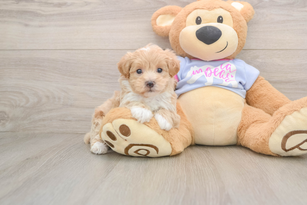 Maltipoo Puppy for Adoption