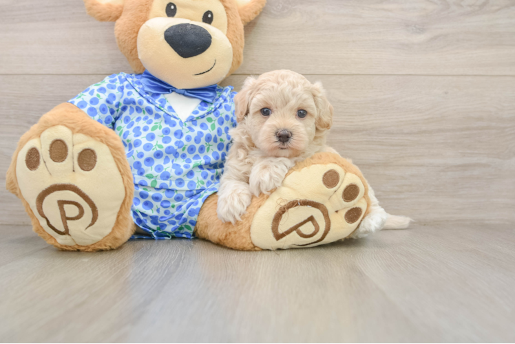 Best Maltipoo Baby