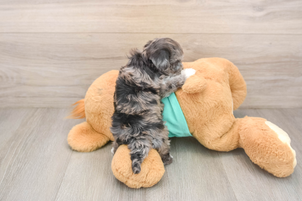 Happy Maltipoo Baby