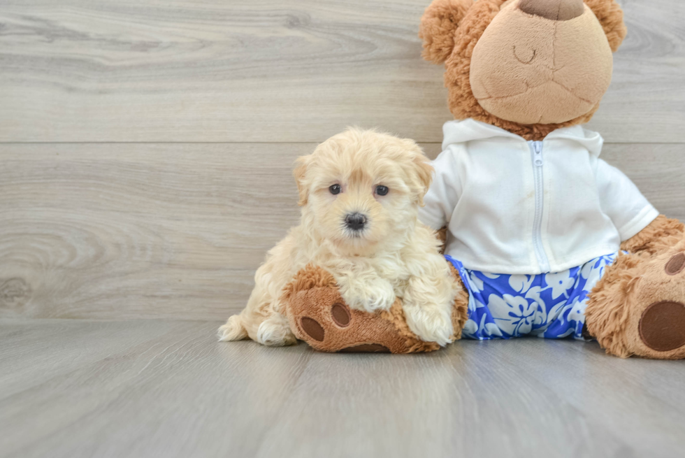 Best Maltipoo Baby