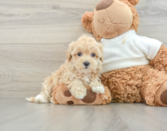 8 week old Maltipoo Puppy For Sale - Windy City Pups