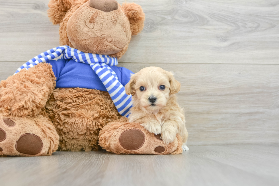 Maltipoo Pup Being Cute