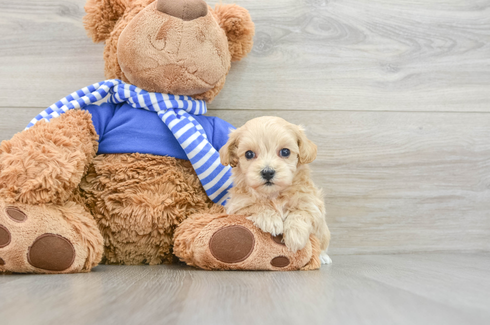 6 week old Maltipoo Puppy For Sale - Windy City Pups