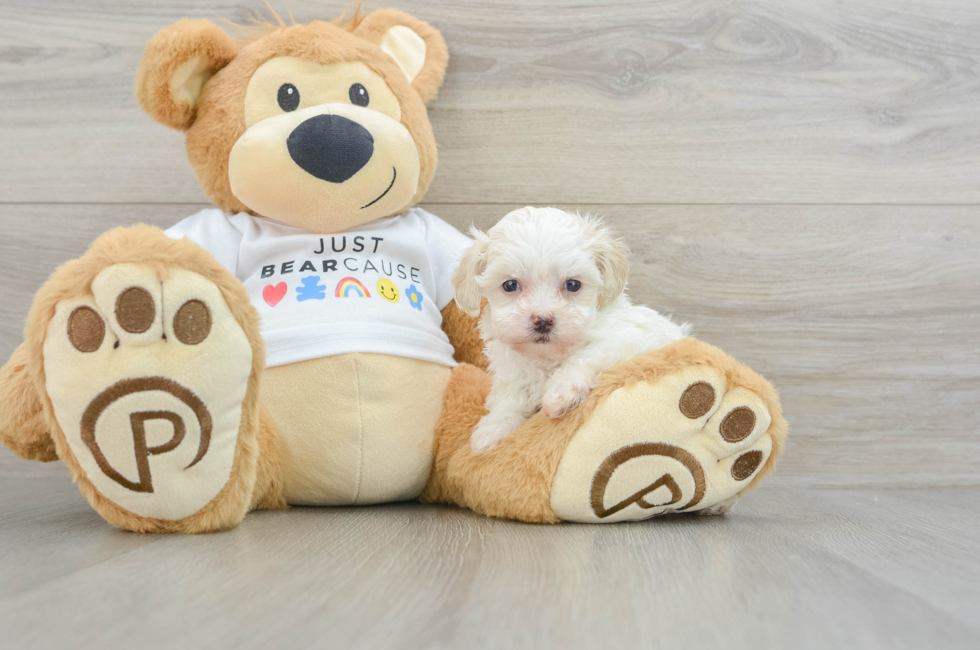 6 week old Maltipoo Puppy For Sale - Windy City Pups