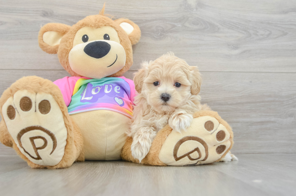 7 week old Maltipoo Puppy For Sale - Windy City Pups