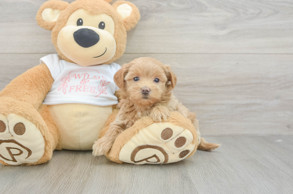 5 week old Maltipoo Puppy For Sale - Windy City Pups