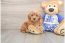 Best Maltipoo Baby
