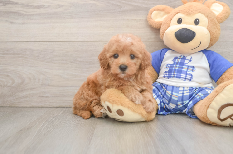 5 week old Maltipoo Puppy For Sale - Windy City Pups