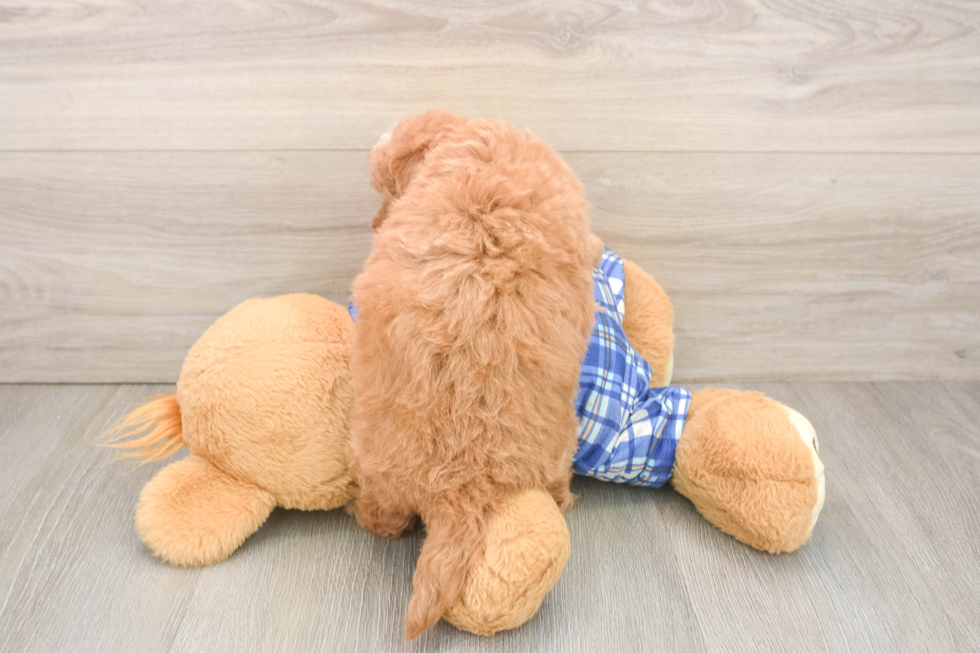Maltipoo Pup Being Cute