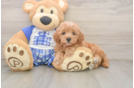 Fluffy Maltipoo Poodle Mix Pup