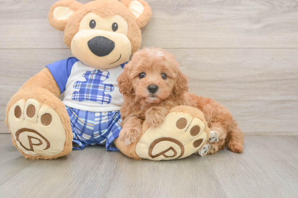 Fluffy Maltipoo Poodle Mix Pup
