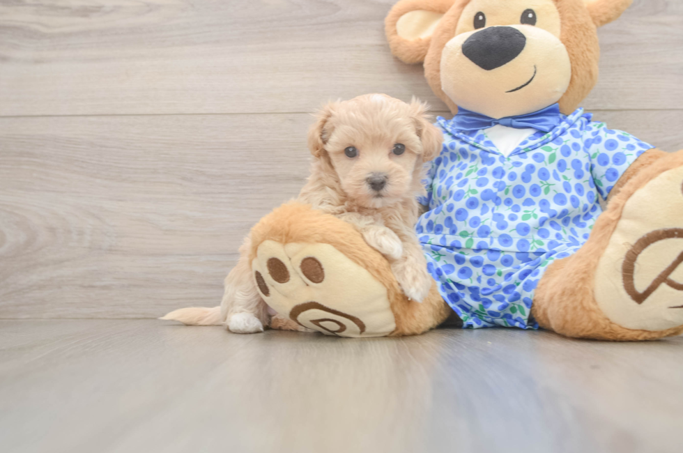 5 week old Maltipoo Puppy For Sale - Windy City Pups