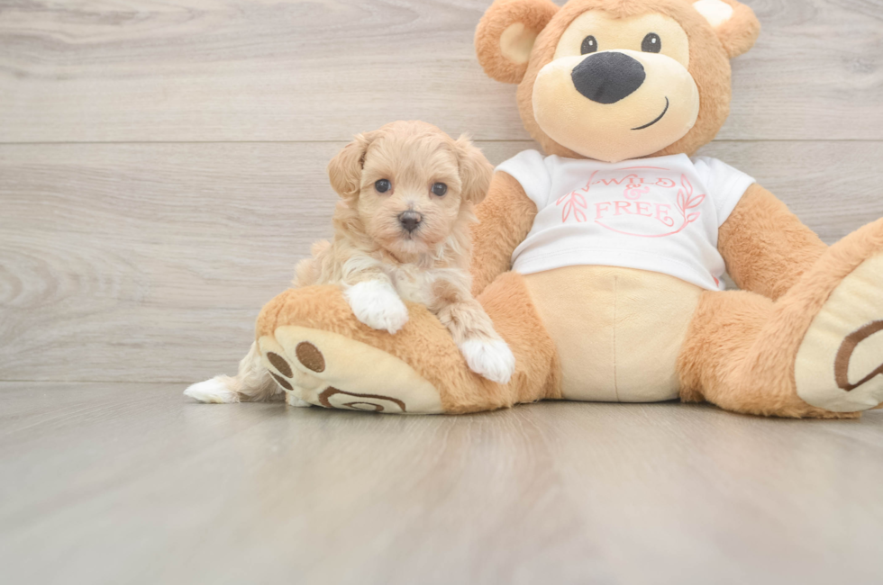 5 week old Maltipoo Puppy For Sale - Windy City Pups