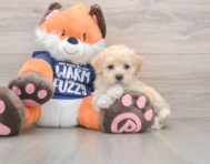 8 week old Maltipoo Puppy For Sale - Windy City Pups