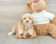 8 week old Maltipoo Puppy For Sale - Windy City Pups