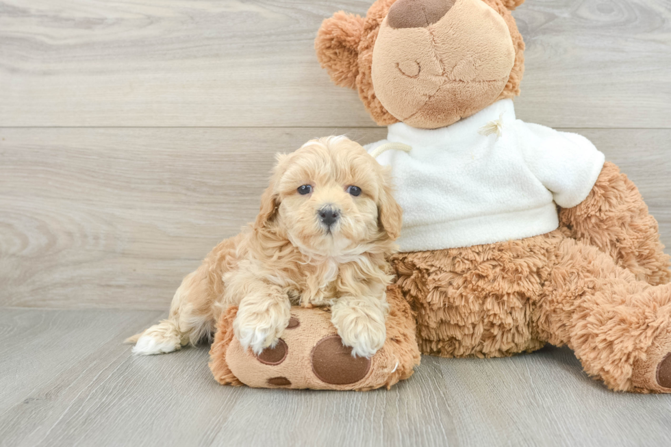 Maltipoo Puppy for Adoption