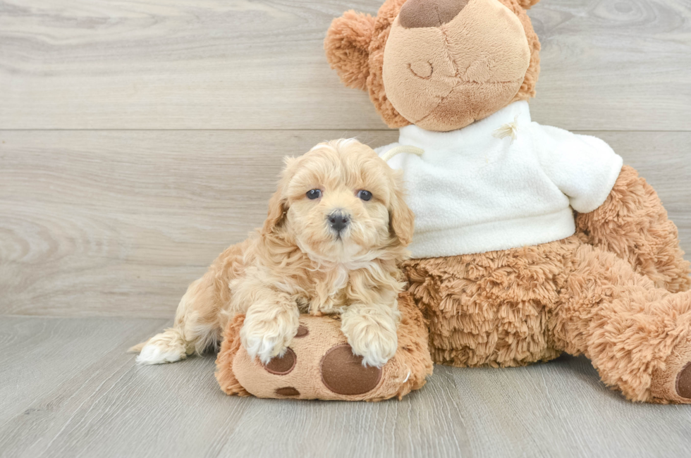 6 week old Maltipoo Puppy For Sale - Windy City Pups