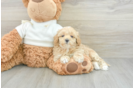 Maltipoo Pup Being Cute