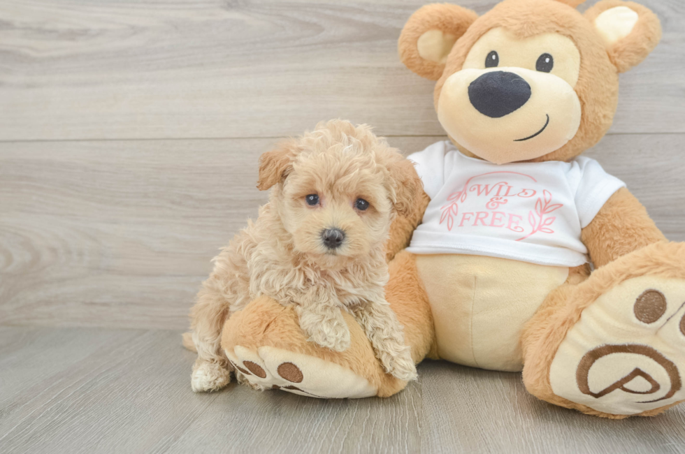 5 week old Maltipoo Puppy For Sale - Windy City Pups