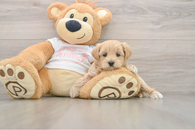 Adorable Malt a Poo Poodle Mix Puppy