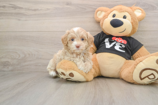 Maltipoo Puppy for Adoption