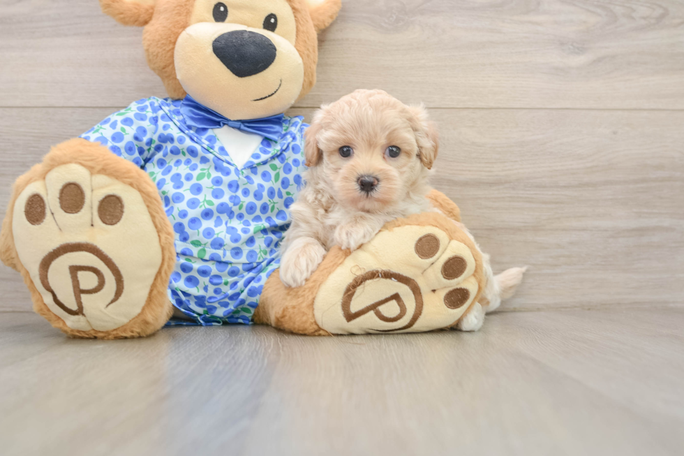 Little Maltidoodle Poodle Mix Puppy