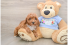 Maltipoo Pup Being Cute