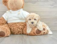 8 week old Maltipoo Puppy For Sale - Windy City Pups