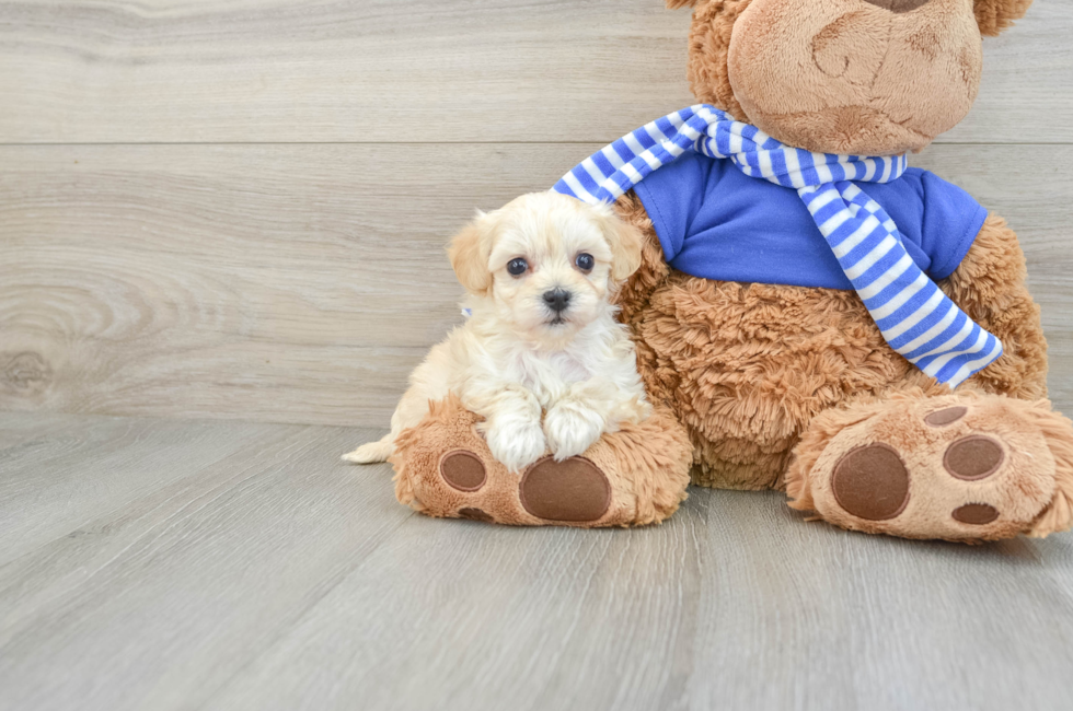 6 week old Maltipoo Puppy For Sale - Windy City Pups