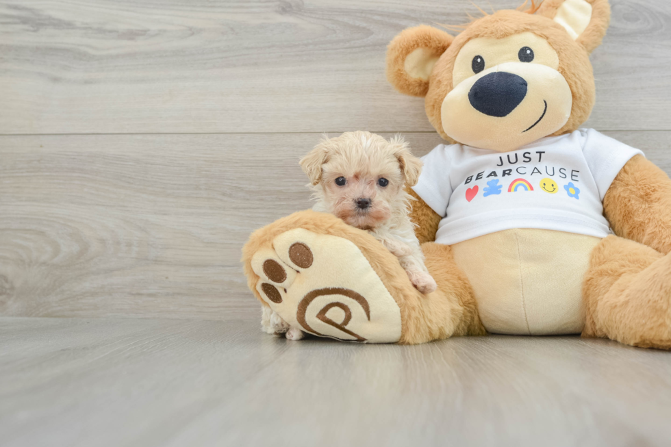 Maltipoo Pup Being Cute