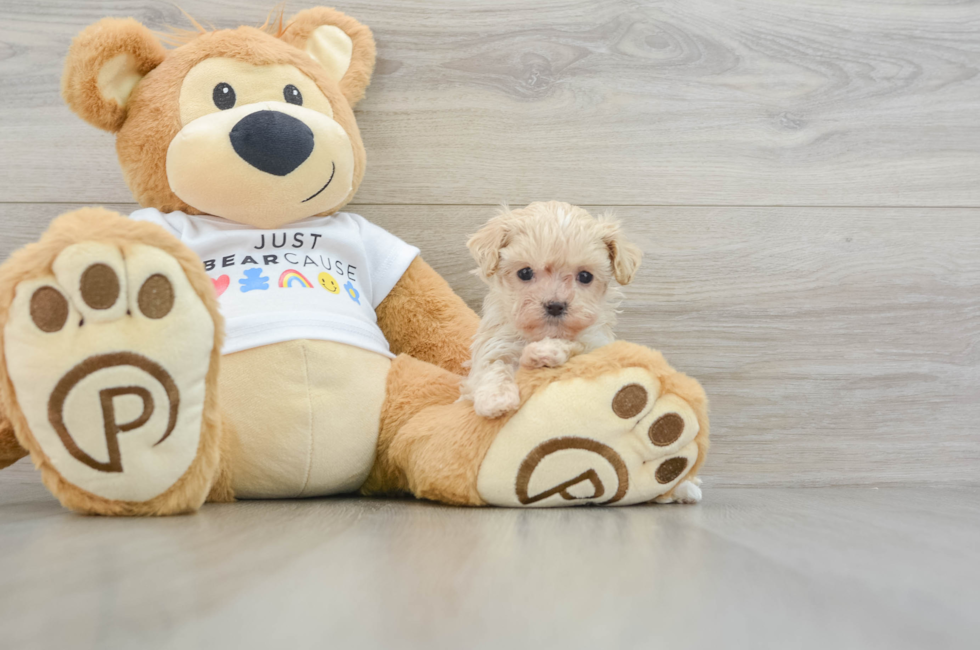 6 week old Maltipoo Puppy For Sale - Windy City Pups